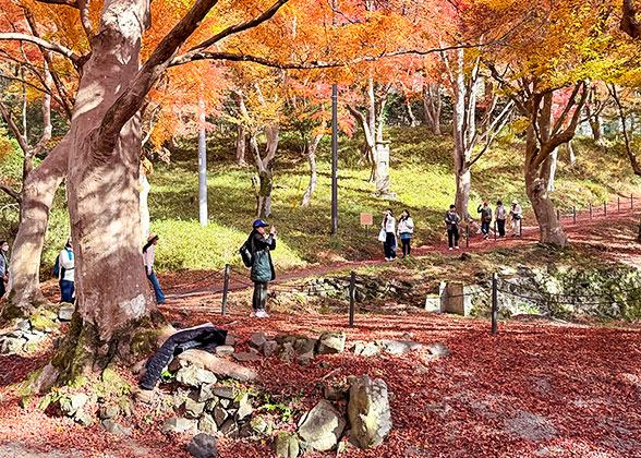 Colorful Autumn in Hakone
