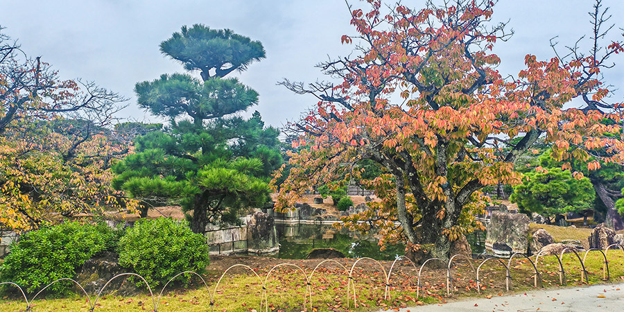 Hakone Red Leaves