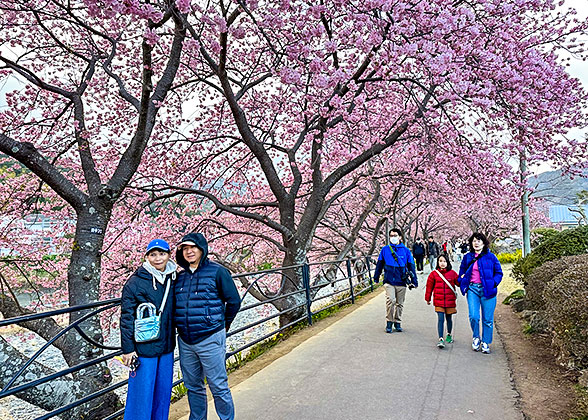 Lovely Cherry Blossoms
