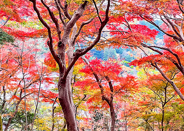 Colorful Leaves in Hakone