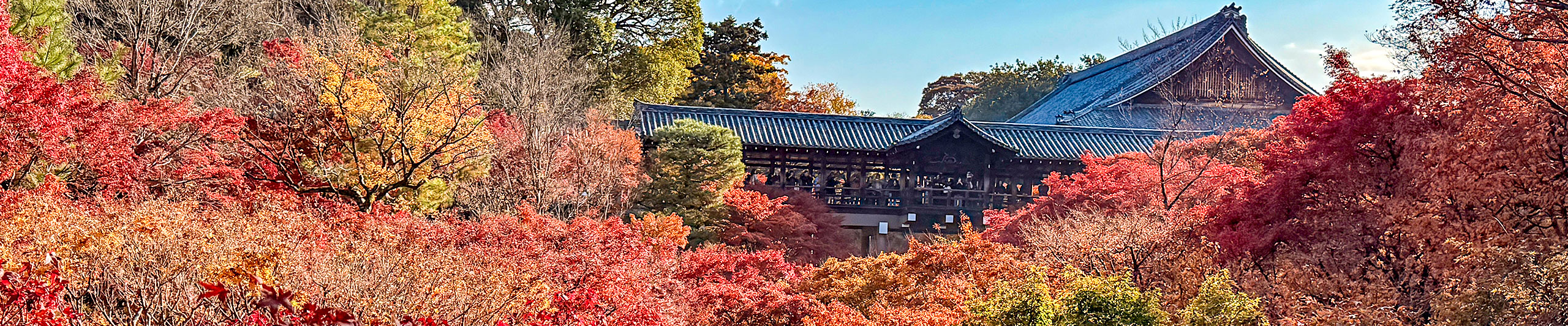 Hakone Fall Foliage View