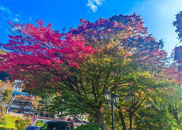 Red Leaves in Hakone