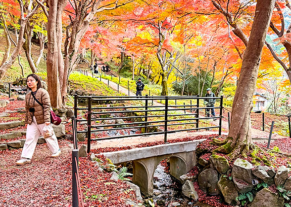 Hiking under Red Leaves