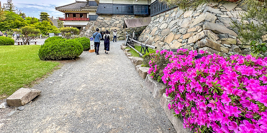 Azalea Blossom in Hakone