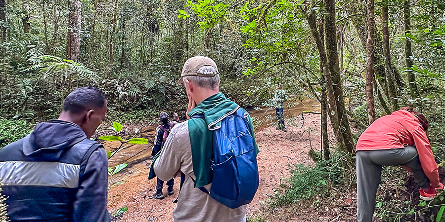 Trekkers on Hakone Old Road