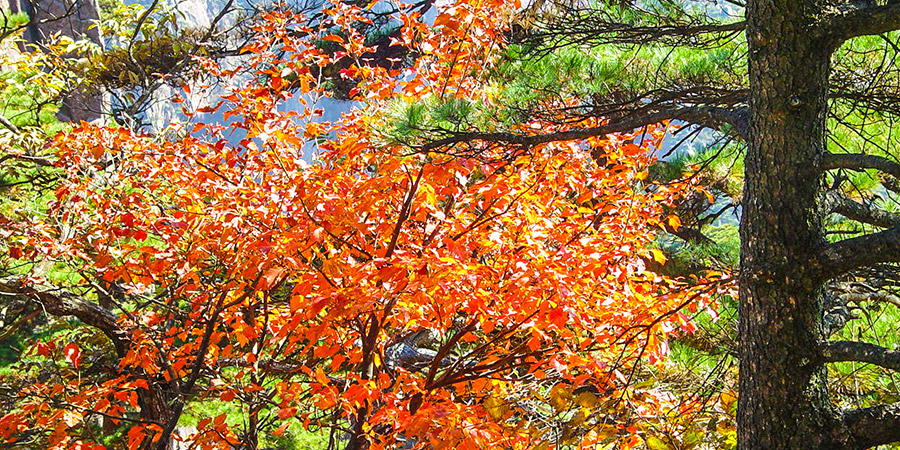 Red Leaves in Gora