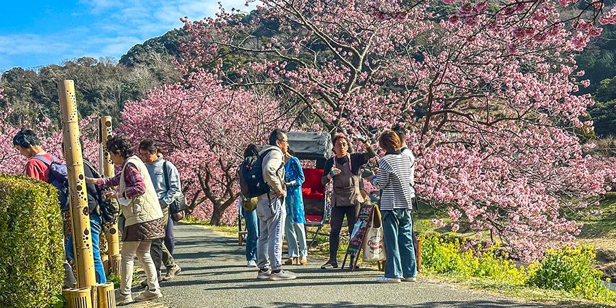 Hakone Sakura Blossom in March