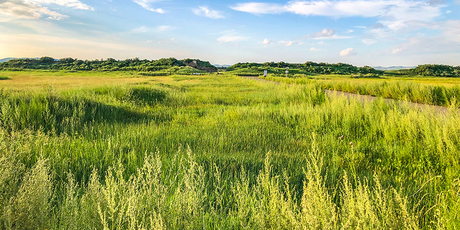 Susuki Grass in Sengokuhara