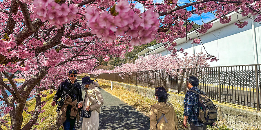 Hakone Sakura in Spring