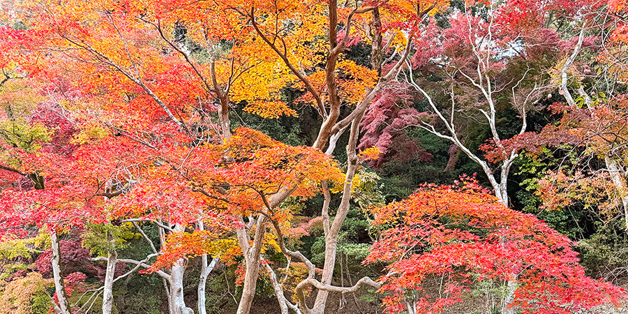 Hiking in primeval forest