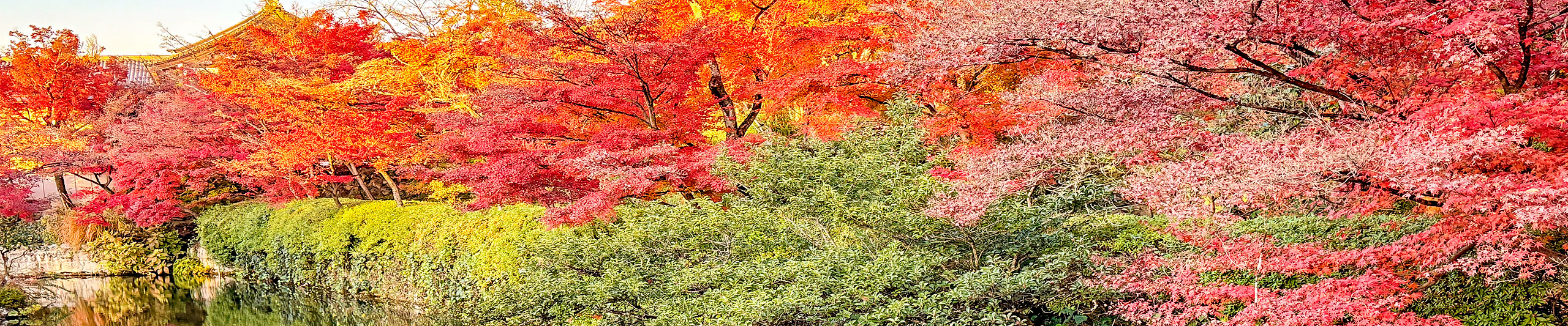 Hirosaki Autumn Leaves