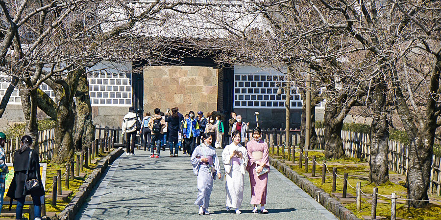 Bare Cherry Blossom Trees in March
