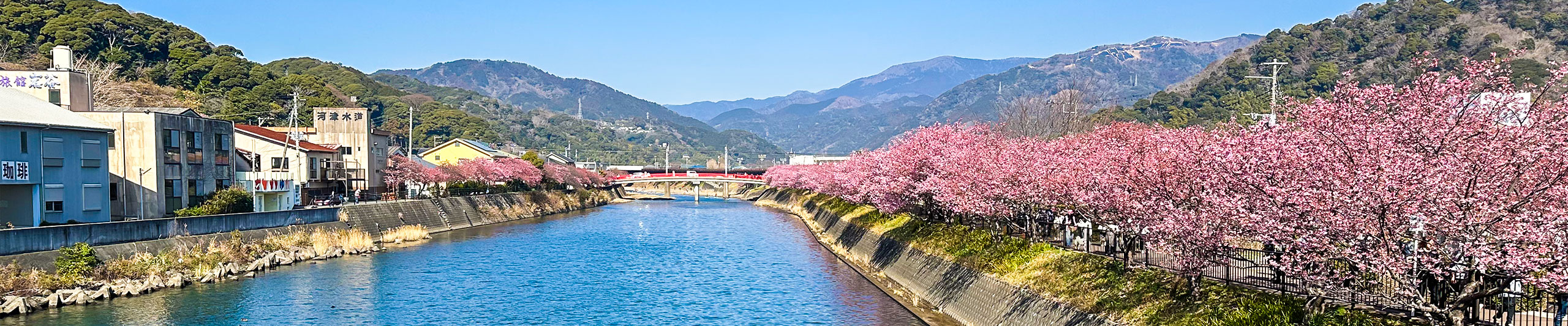 Sakura Season of Hirosaki