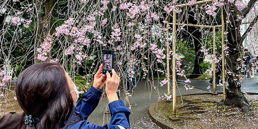Late-blooming Sakura in Iwakiyama Shrine