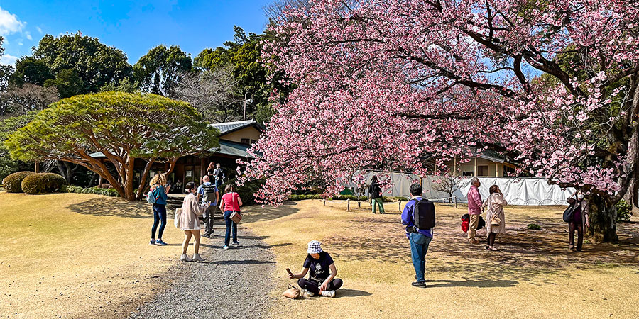 Hirosaki in Sakura Season