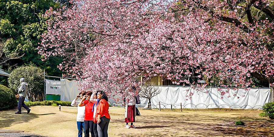 Hirosaki in Spring