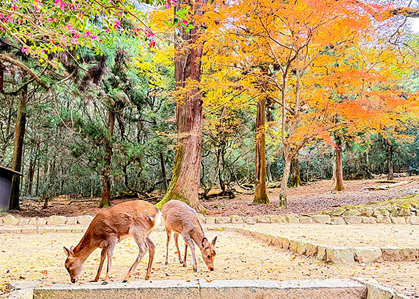 Hiroshima Deer in Autumn
