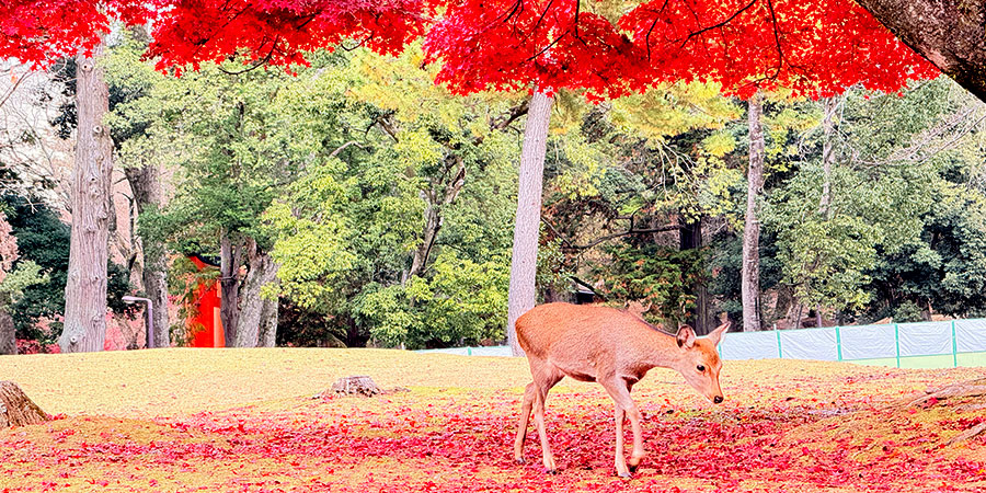 Lovely Deer in Hiroshima