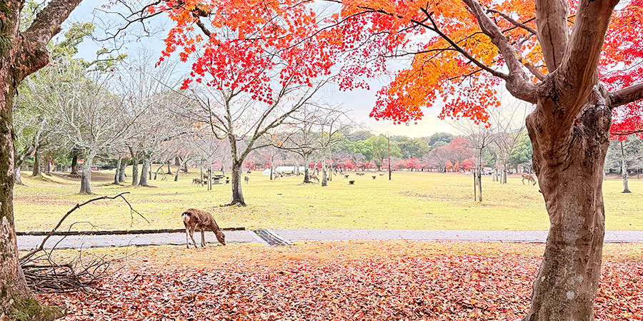 Peak Fall Foliage View