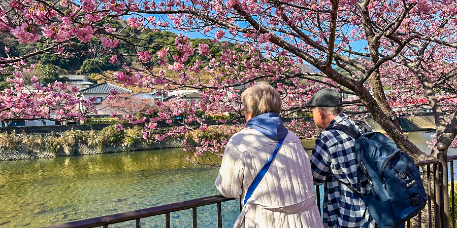 Cherry Bolssoms in Hiroshima