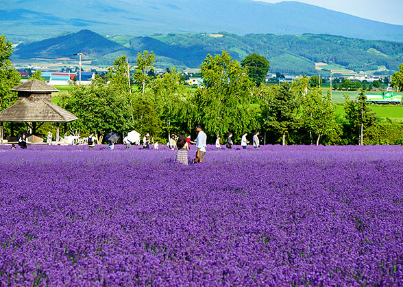 Hokkaido in Cool and Vibrant Summer