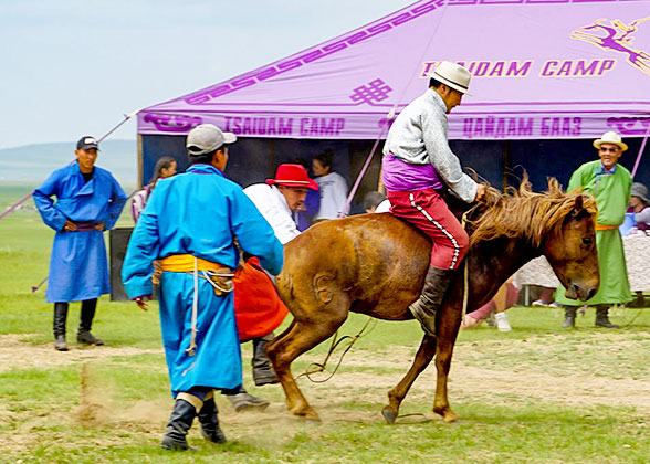 Mongolian Horse Racing Performance