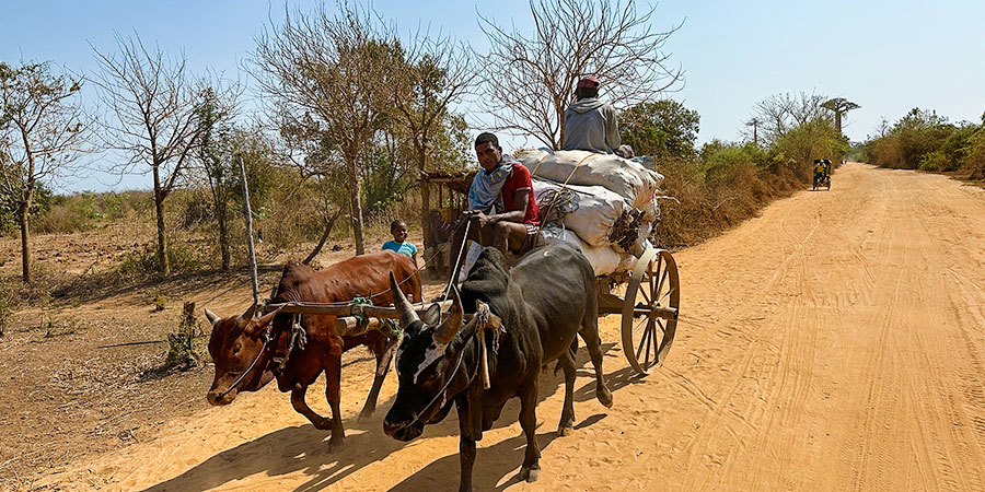 Dusty Road of Ifaty in Dry August