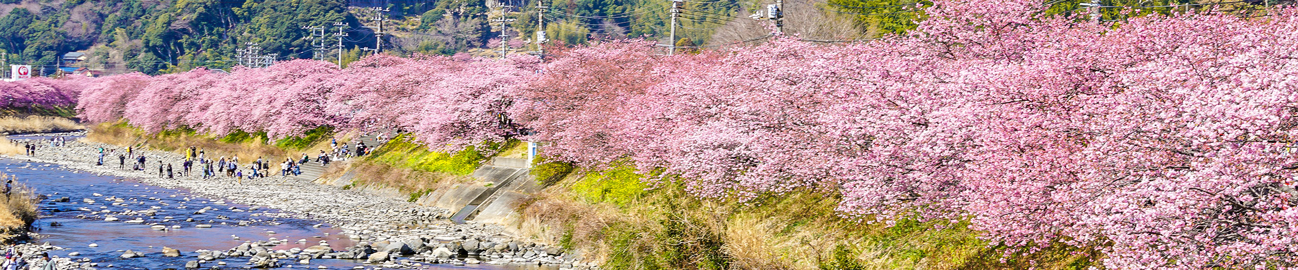 Kawazu Sakura in Izu Peninsula