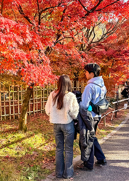 Red Fall Leaves in Izu