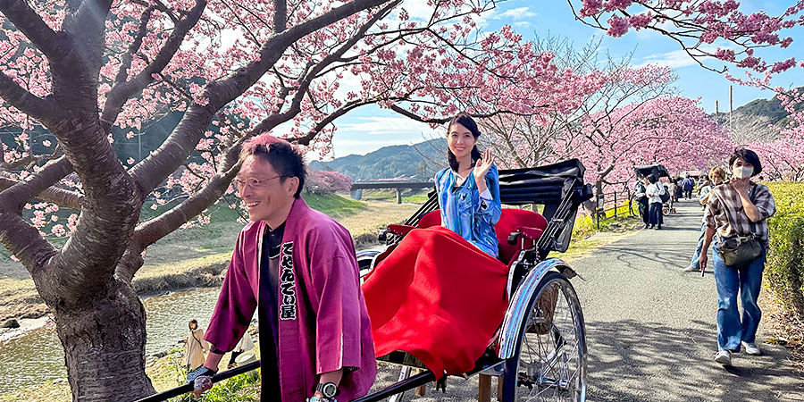 Rickshaw Under Sakura Trees