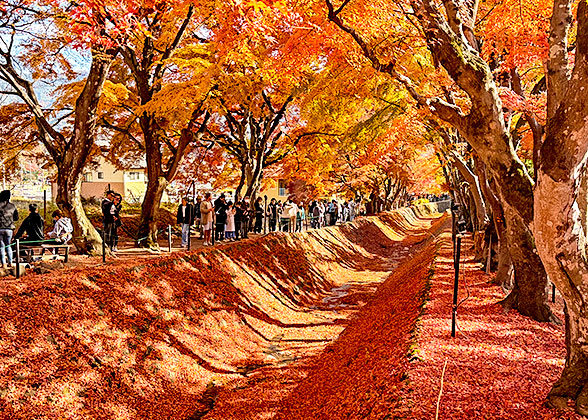 Autumn Maple in Japan