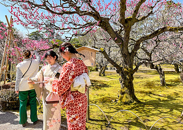 Cherry Blossom in Japan