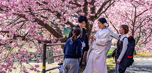 Cherry Blossom in Japan