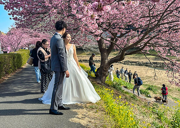 Cherry Blossom in Japan