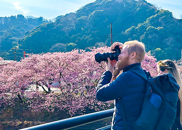 Cherry Blossom in Lake Kawaguchi