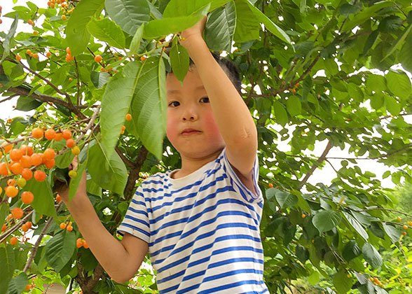 Pick Cherry in Kawaguchiko Natural Living Center