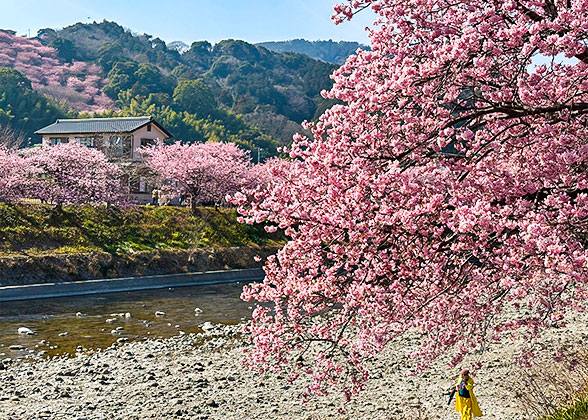Cherry Blossom Season in Japan