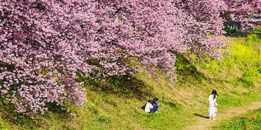 Sakura Viewing in Japan