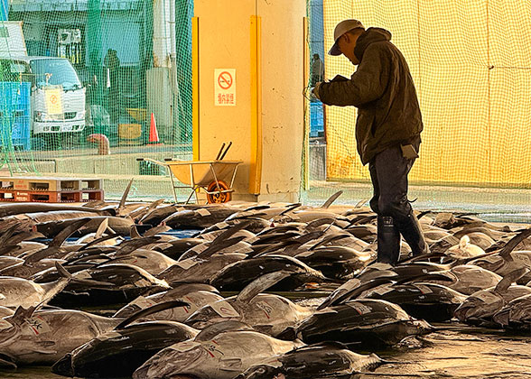 Tuna Auction in Japan