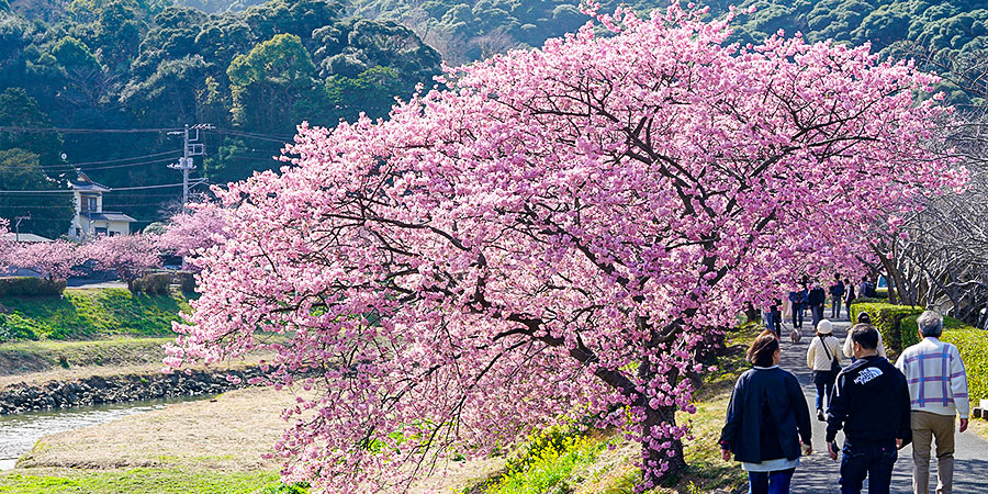 Japan in April with Cherry Blossoms
