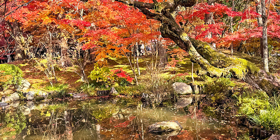 Japanese Pond Gardens