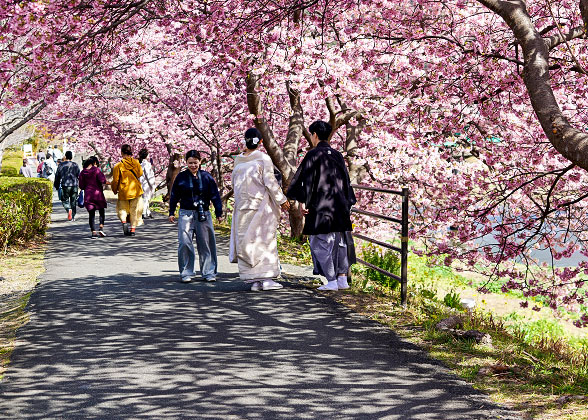 Cherry Flowers in Full Bloom