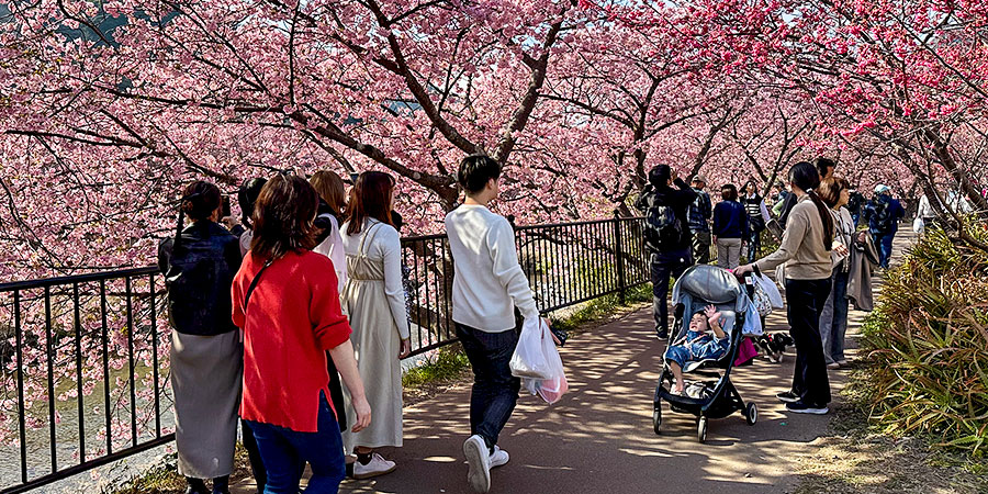 Admiring Beautiful Cherry Flowers
