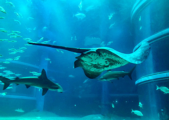 Sea Creatures in Kagoshima City Aquarium