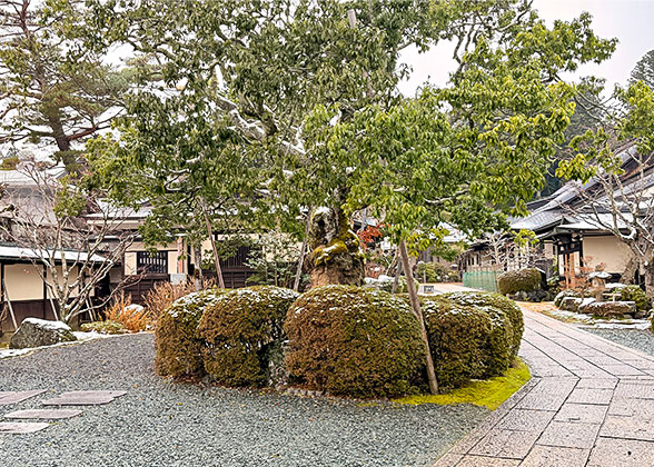 Light Snowfall in the Early Morning