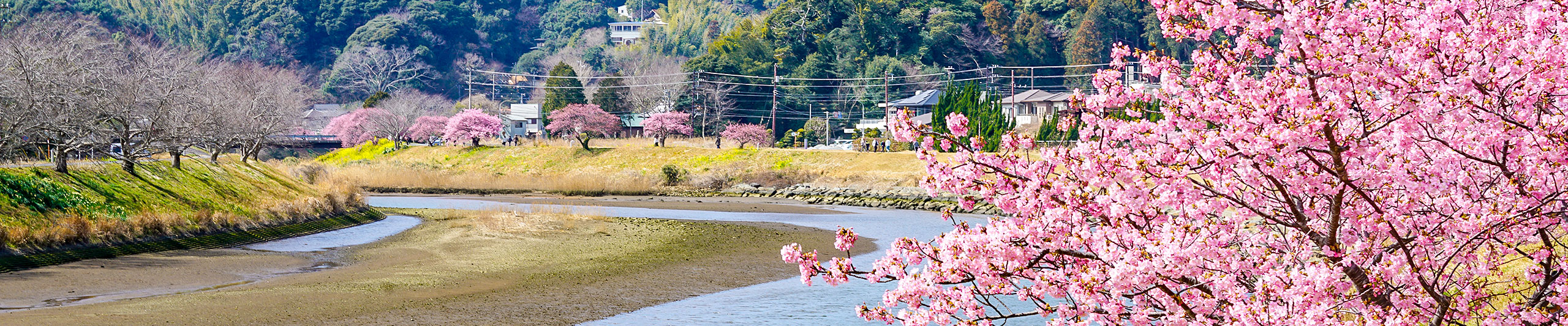 Kagoshima Sakura Season Kagoshima Sakura Season
