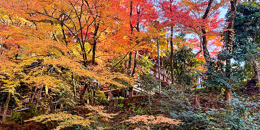 Stunning Foliage Scene