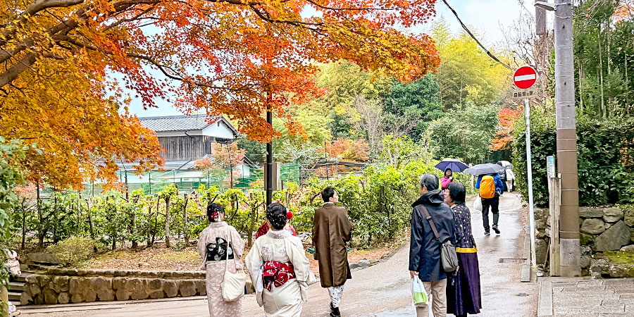 Wonderful Autumn View