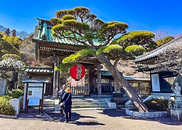 Hasedara in February