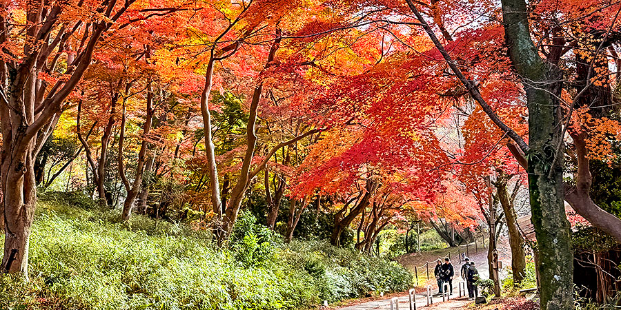 Hiking Beneath the Red Leaves